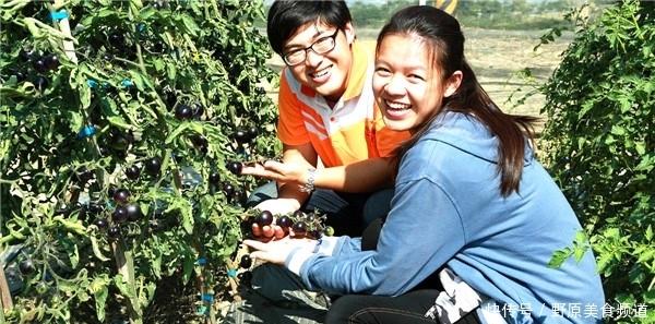 黑番茄的种植技巧，果农朋友们快来了解一下吧