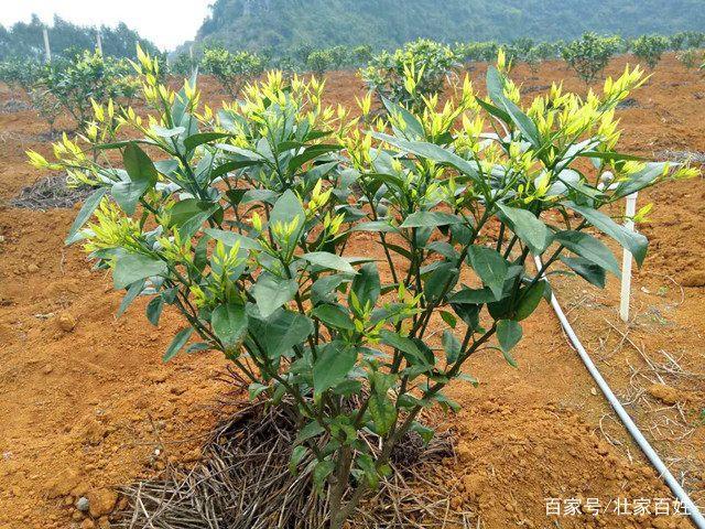 柑橘幼树3月份管理要点，花芽嫩芽如何处理？老果农教你这么弄