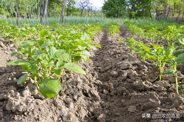 春天露地种植土豆，从这10个步骤入手，结出的土豆成堆太喜人