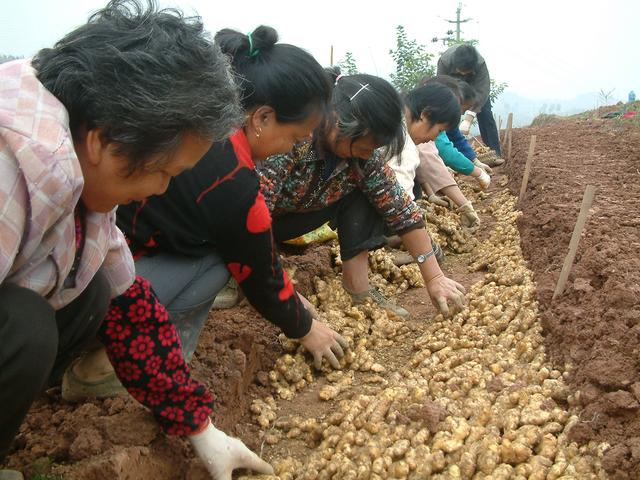 锅炉供热生产姜芽，高投入，高产出，你想试一下吗？