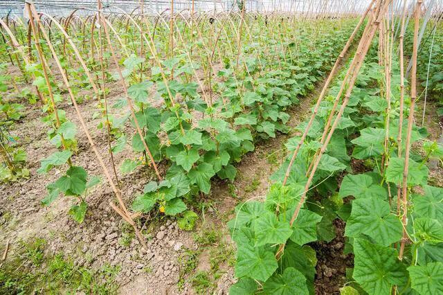 7月份可以育植第二茬黄瓜吗？看看农村菜农是怎样说的