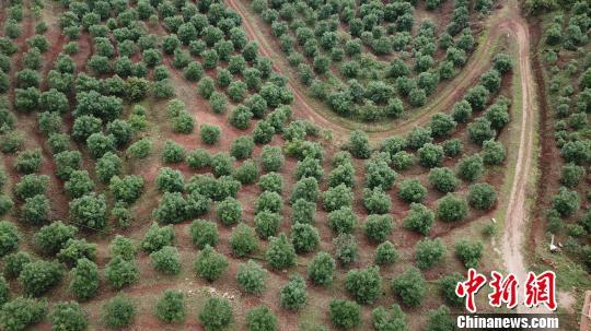 牛油果主产区云南孟连将迎规模化收获 产量达2000吨