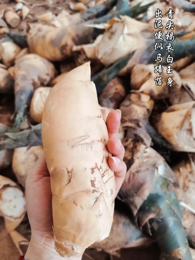 马蹄笋：鲜美食材山中藏 产业发展有奔头