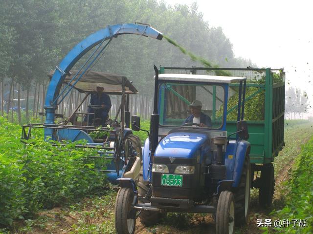 能收获30年的牧草，蛋白桑营养好，小苗栽植简单，冬春季都可种植