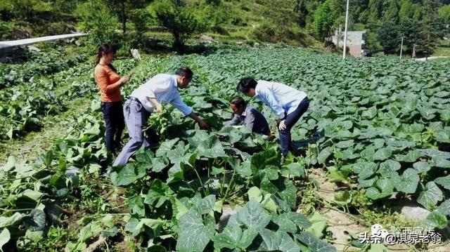 露地种植南瓜“三巧”管理法能高产