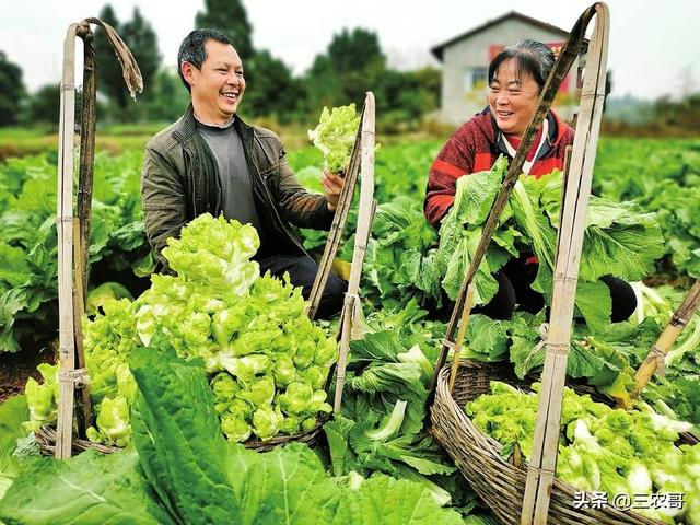 栽培技术｜难倒湖北人的儿菜，是如何种植出来的？附10个高产要点