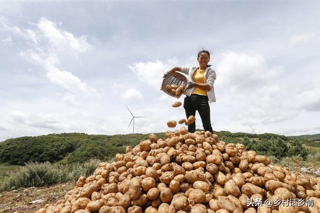 土豆抱窝栽培和覆盖地膜哪个更高产？这样种植，一亩多产上千斤