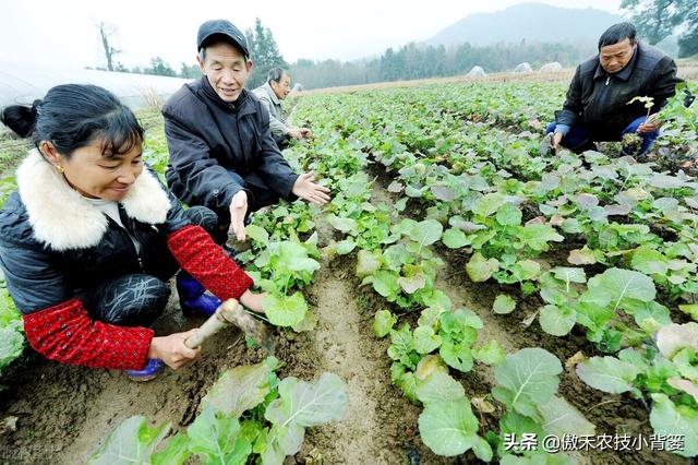 春季种植的各类瓜果蔬菜，农民在田间管理时应当注意这8点