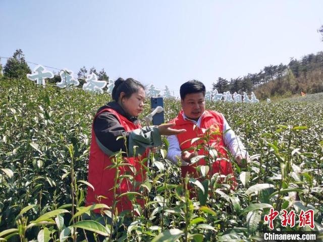 “江南茶祖之乡”浙江天台山云雾茶“云端”开茶