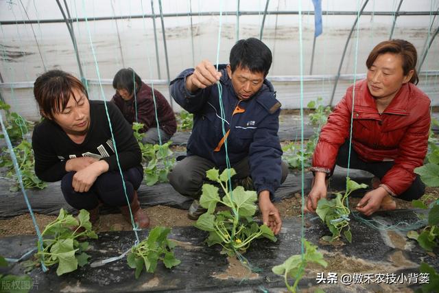 春季种植的各类瓜果蔬菜，农民在田间管理时应当注意这8点