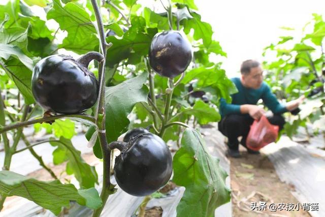 怎样才能种出高产优质的好茄子？7个方面的种植管理不能少