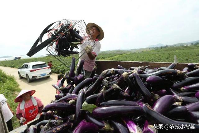 怎样才能种出高产优质的好茄子？7个方面的种植管理不能少