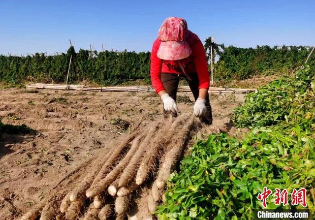 新疆山药主产区“大漠山药”开采 年产4万余吨出口东南亚