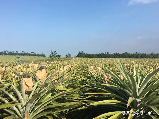 这种凤梨够甜不涩口，不用浸盐水，真的跟普通菠萝不一样