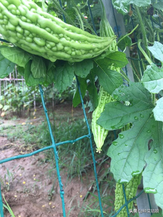 种植苦瓜，夏季管理很重要，掌握3点关键技术，结瓜多多吃不完