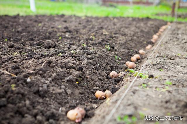 春天露地种植土豆，从这10个步骤入手，结出的土豆成堆太喜人