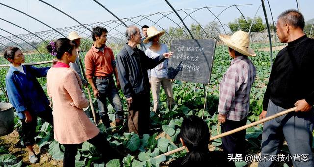 春季种植的各类瓜果蔬菜，农民在田间管理时应当注意这8点