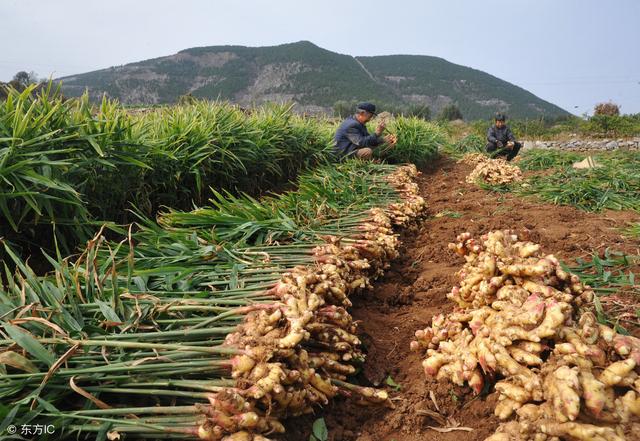 大姜产量高不高、品质好不好，就看种植管理这几招！