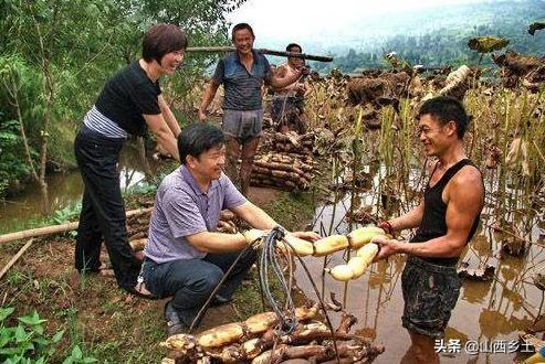 农民种植一种莲藕，卖相好售价高还能直接生吃，年收益达20万