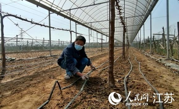 徐州铜山留武村：一株“徐香蜜”铺就振兴路