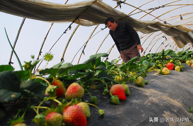 草莓追肥用什么肥料好？草莓结果多，硬度高果大还可甜