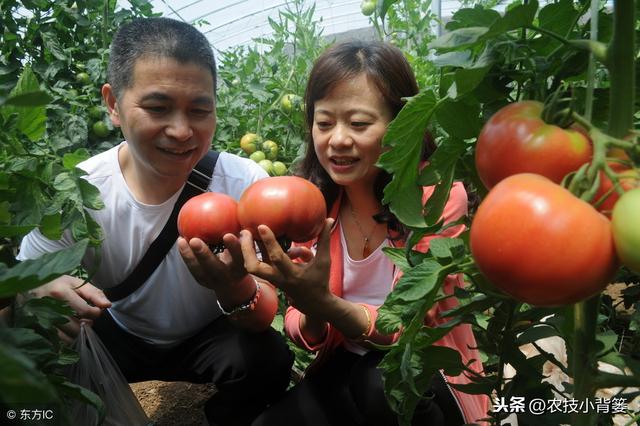 西红柿种植用好这5种小方法，同样的地块能够多收好几成！