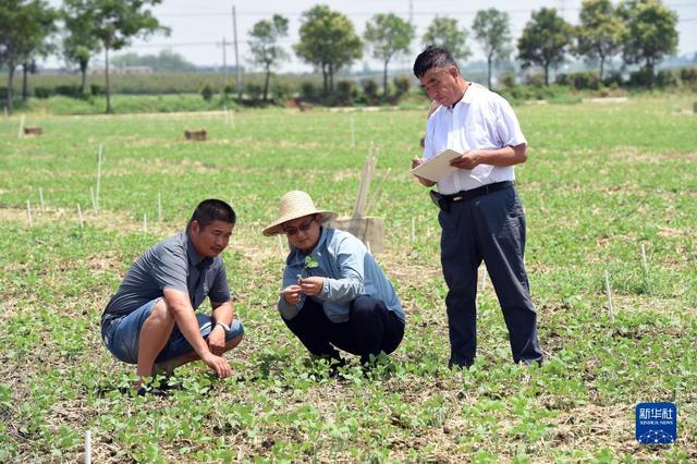 多种粮、种好粮——种粮大户在行动