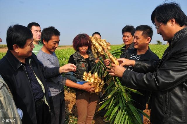 大姜产量高不高、品质好不好，就看种植管理这几招！