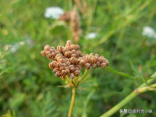 蛇床子种植技术