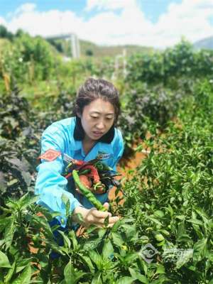 安宁西瓜种植基地-云南安宁这家公司的职工“小菜园”种出温馨“大家园”