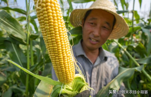 玉米怎样种植管理产量高？重点抓好这3个生长阶段的管理