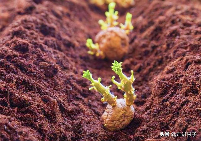 开春种土豆啦，老菜农教你怎么种植土豆，株距用肥要掌握好