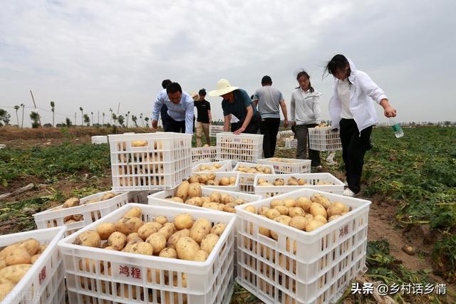 土豆抱窝栽培和覆盖地膜哪个更高产？这样种植，一亩多产上千斤