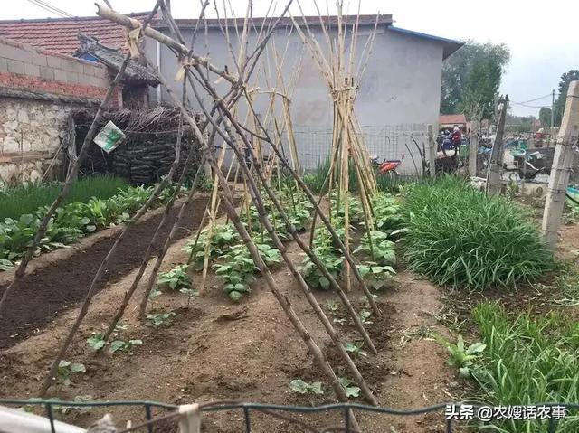 7月份可以育植第二茬黄瓜吗？看看农村菜农是怎样说的