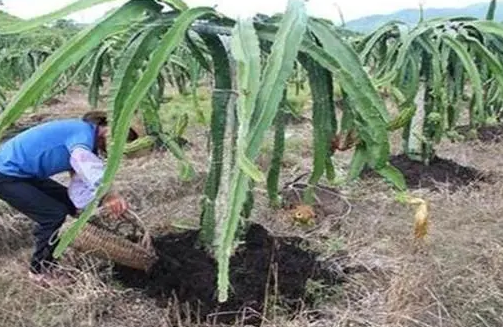 自己种植火龙果，需要哪些种植条件？