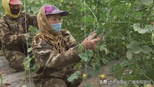 【田间示范秀】吊种甜瓜有新招