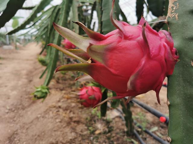 北方种植火龙果，关于种植“品种”你选对了吗？