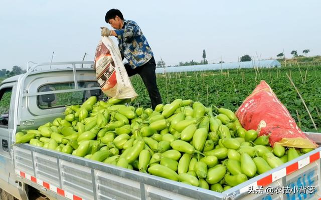 怎样才能种出高产优质的好茄子？7个方面的种植管理不能少