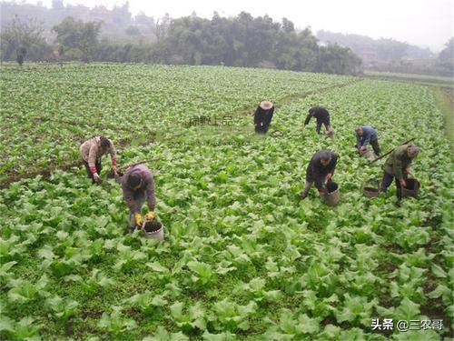 栽培技术｜难倒湖北人的儿菜，是如何种植出来的？附10个高产要点