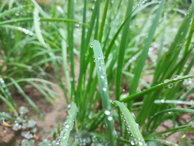 韭菜虽是懒人菜，巧种勤管富贵来！怎样才能种出油绿粗壮好韭菜？