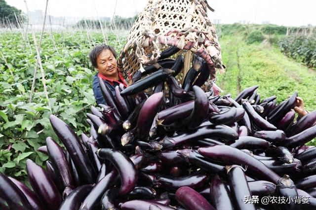 怎样才能种出高产优质的好茄子？7个方面的种植管理不能少