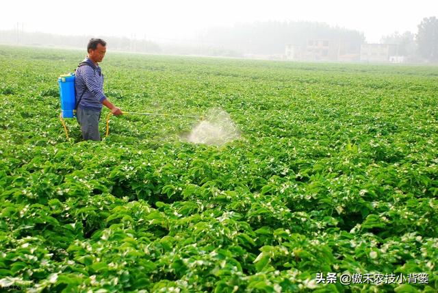 春季种植的各类瓜果蔬菜，农民在田间管理时应当注意这8点