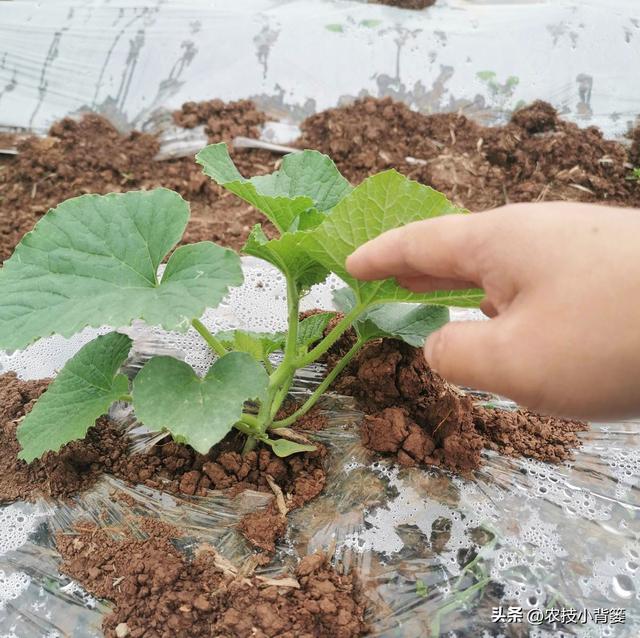 农民栽种瓜果蔬菜时，怎样让幼苗尽早缓苗快速生根成活？教你几招