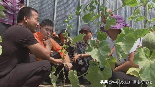 【田间示范秀】吊种甜瓜有新招