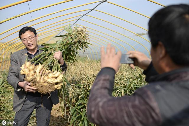 全套大姜高产优收4大种植管理技巧，做到这4点，高产丰收有保证