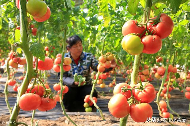 西红柿种植用好这5种小方法，同样的地块能够多收好几成！