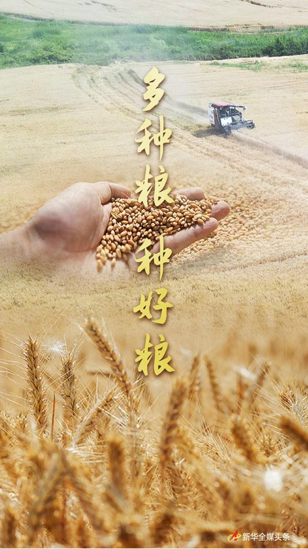 多种粮、种好粮——种粮大户在行动