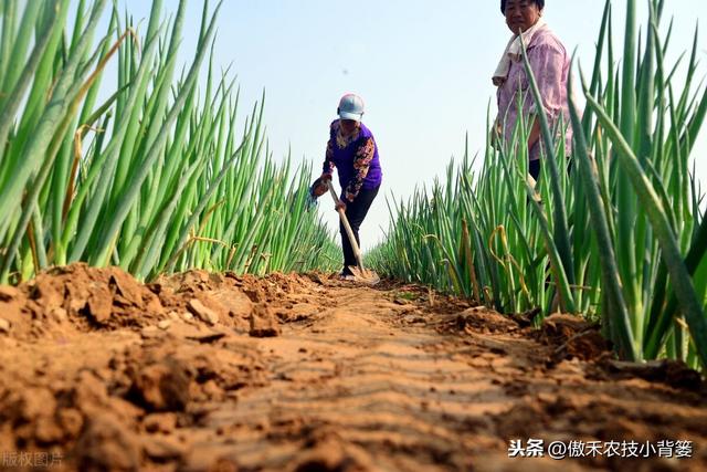 种植大葱学会这几招，缓苗快、葱白粗长、产量高