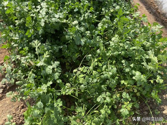 霜降后，地里除了白菜萝卜，这6种叶菜长得也好，来年还要种一些