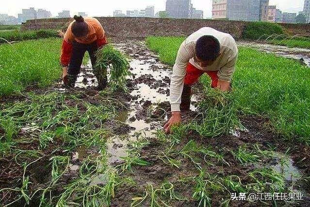 黎川水蕹菜种植技术与详解